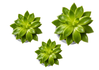azora-plantas
