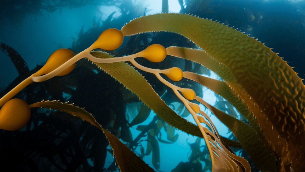 Kelp Superalimento Marinho