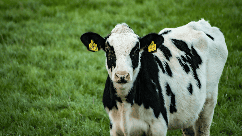 Colagénio Marinho vs Bovino