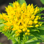 Rhodiola Extract