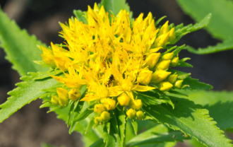 Rhodiola Extract