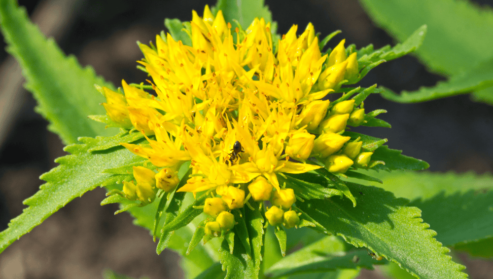 Rhodiola Extract