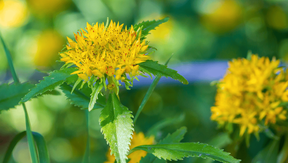 Rhodiola Extract